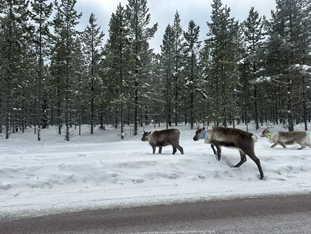 Rentiere auf der Straße