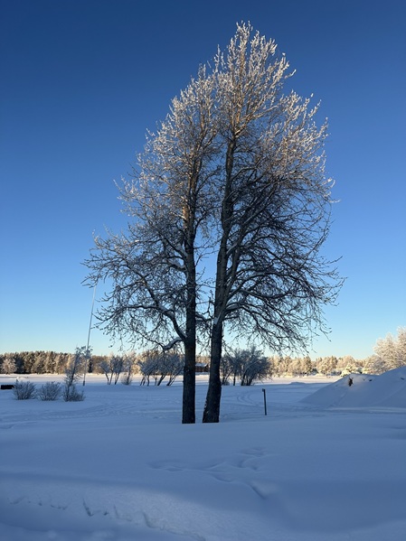 Eisiger Baum in Lappland