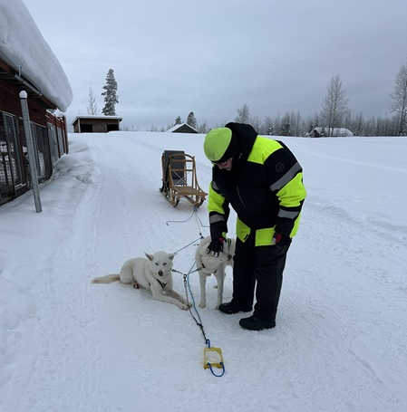 Annica spannt die Huskys an
