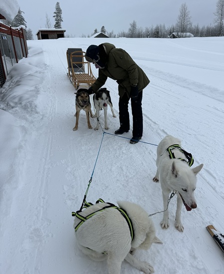 Hundeschlitten mit vier Huskys