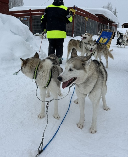 Die Huskys warten auf ihren Start
