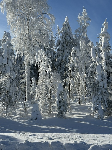 Verschneite Birken in Lappland