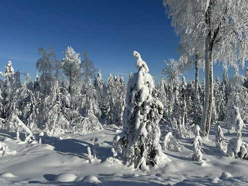 Verschneite Landschaft in Lappland
