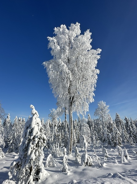 Große vereiste Birke in Lappland