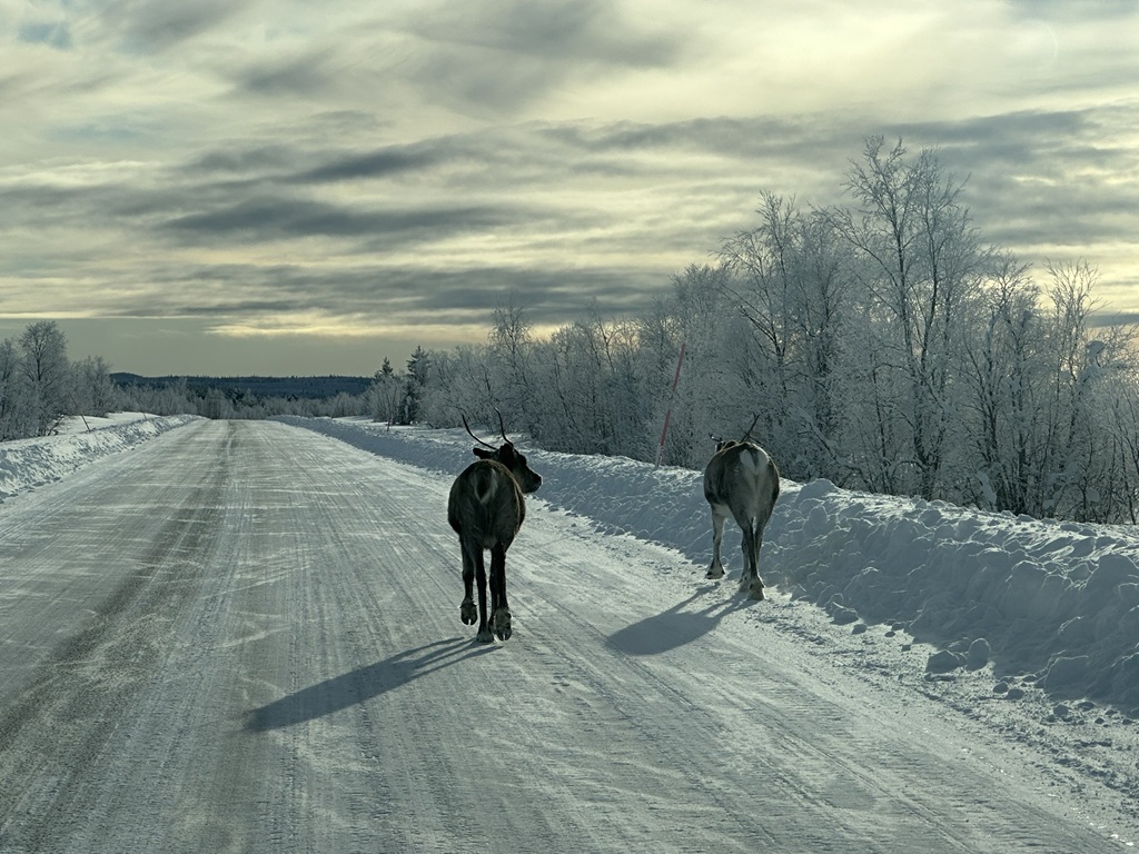 Rentiere auf der Straße